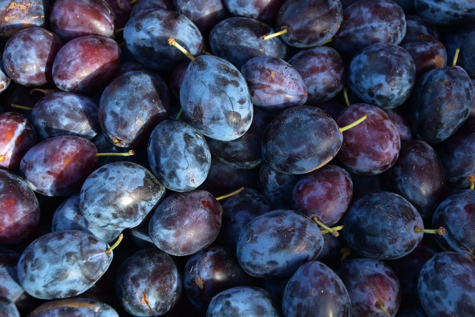 Comment optimiser le référencement avec le Content Pruning ?